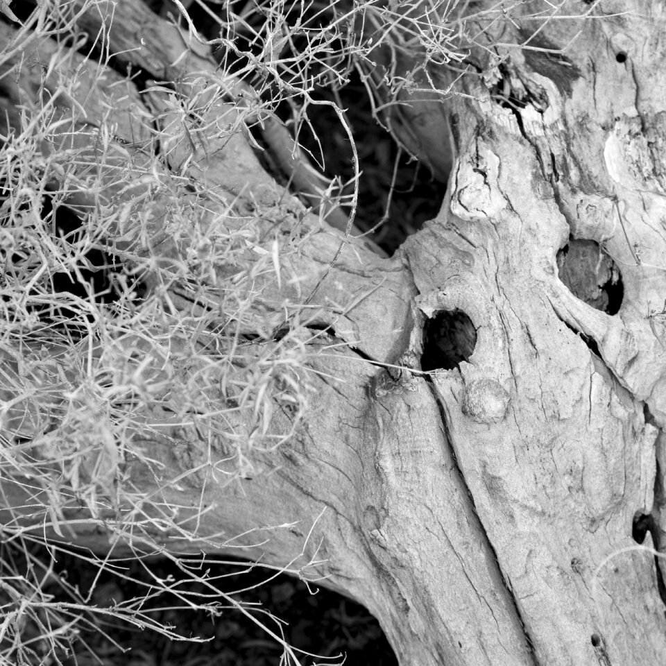 Drought shriveled from desert