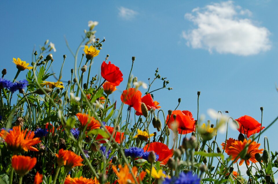 Papaverales summer poppies