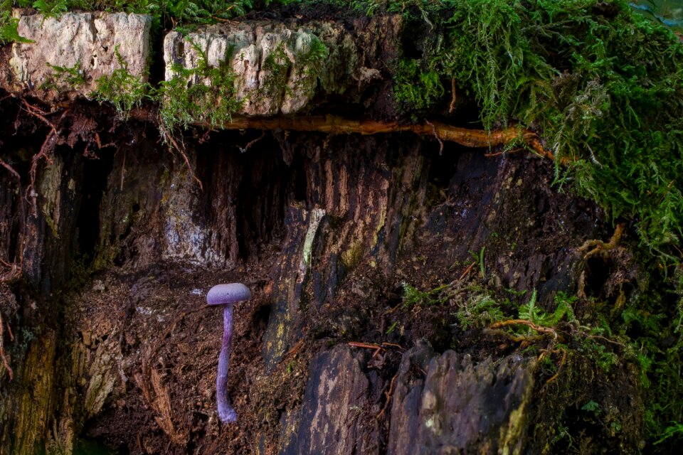 Sponge age fungal autumn