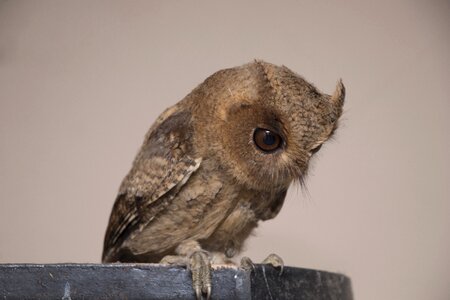 Beak young grey