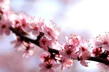 Blossom spring pink photo