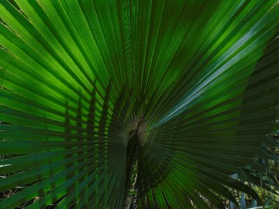 Tree palma green photo