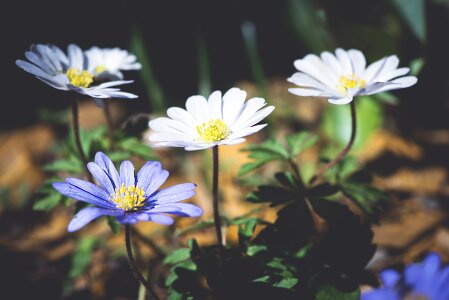 Forest blue white