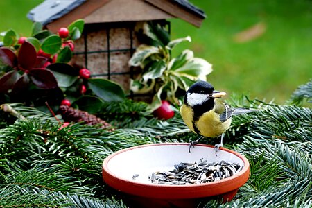 Parus major meal eat