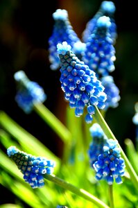 Blue druifje spring photo