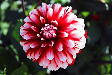 Butterfly flower beautiful