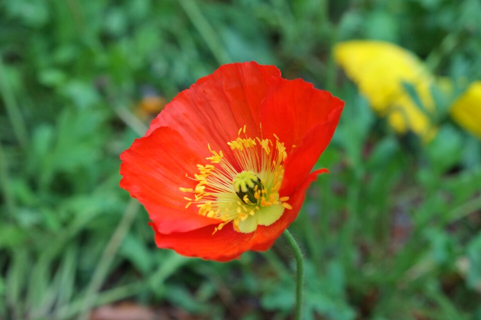 Plant mohngewaechs klatschmohn