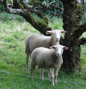 Livestock two pasture