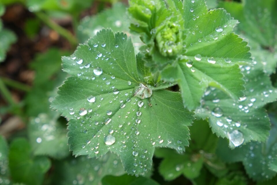 Leaf with rain drops plant flower