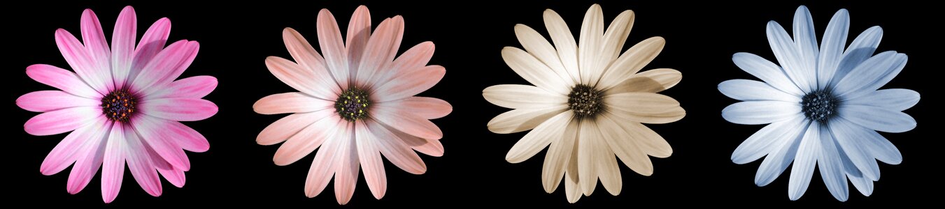 Close up wild flower daisy