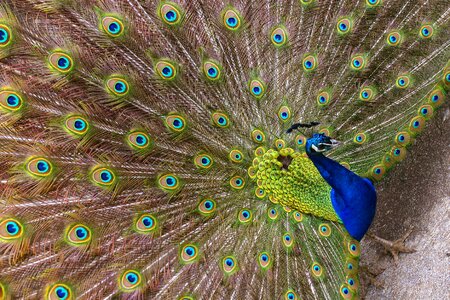 Peafowl tail vibrant photo