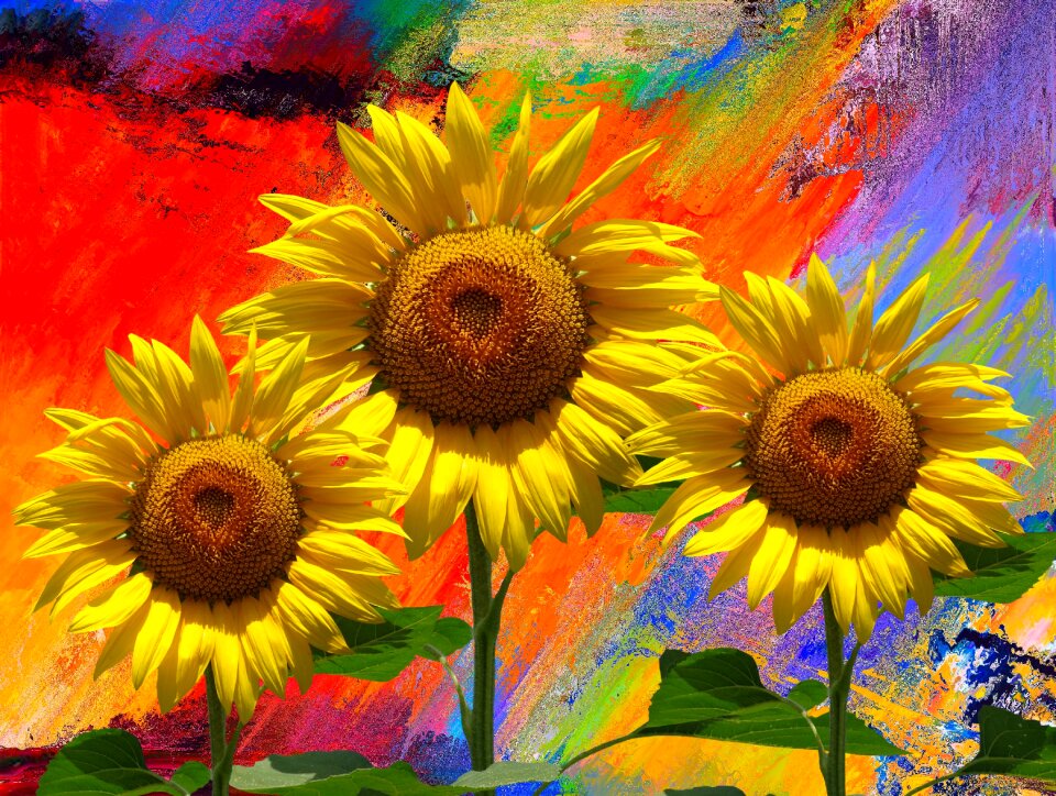 Bloom flower plant