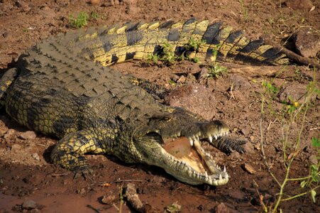 The chobe river africa safari