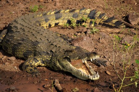 The chobe river africa safari photo