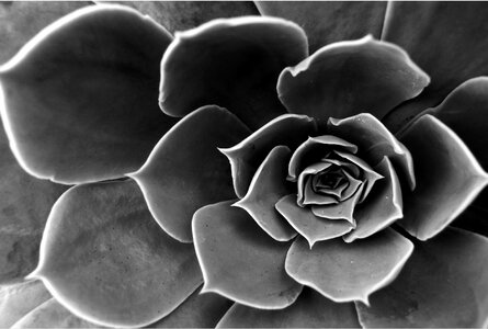 Black and white aloe dead nature