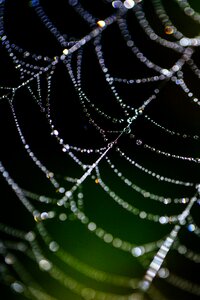 Web nature spider photo