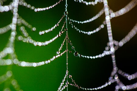Web nature spider