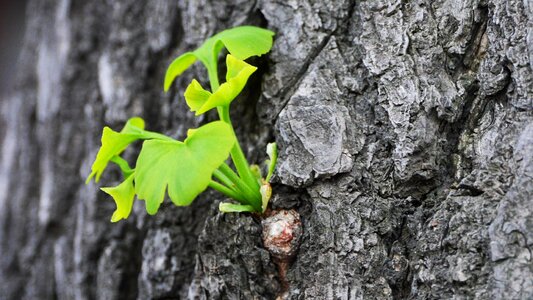 Plants environment leaf