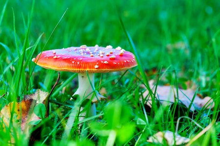 Red fly agaric mushroom nature forest
