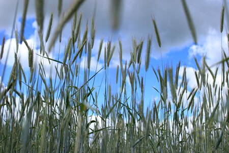 Harvest grains village photo