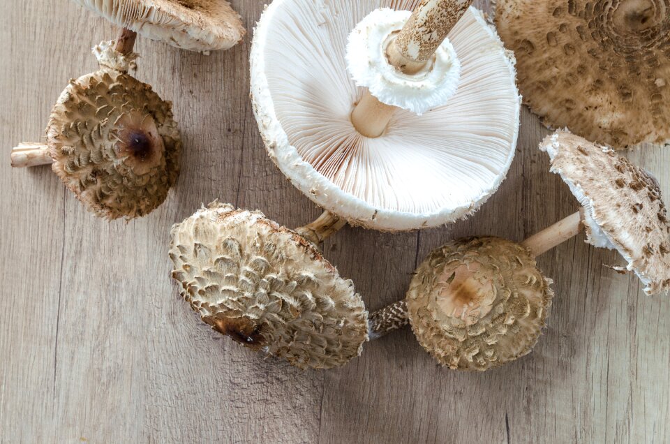 Food ingredient wood