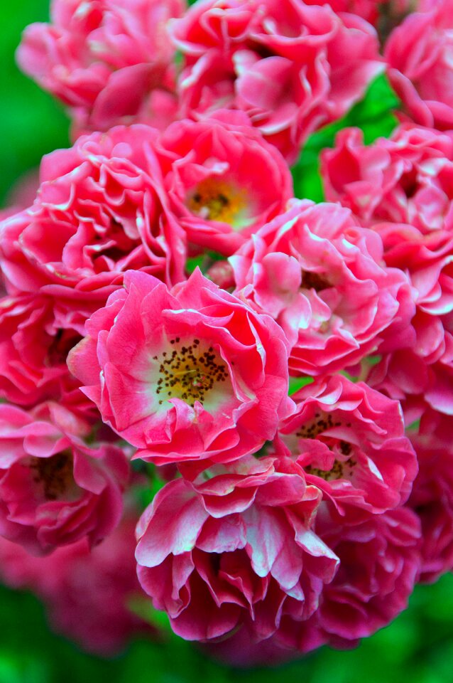 Garden floral petal photo