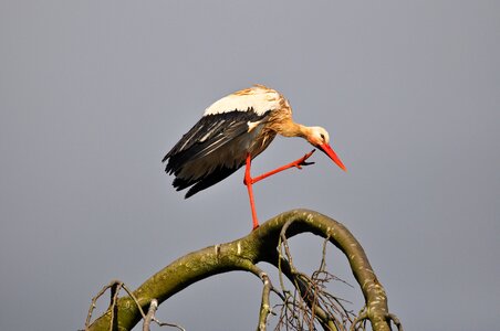 Waterbird wading bird ciconia ciconia photo