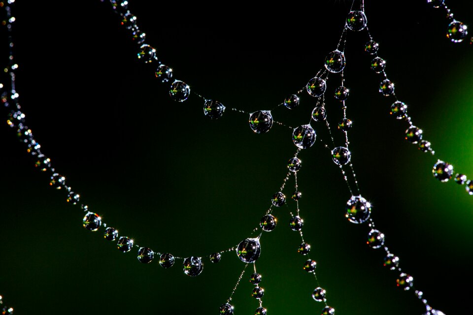 Web nature spider photo