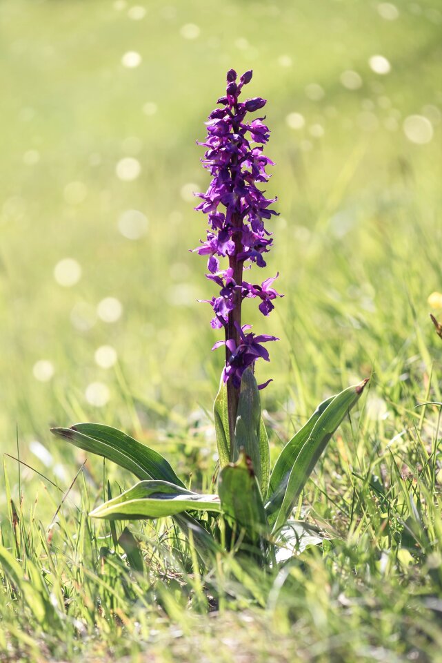 Purple purple flower purple pointed flower