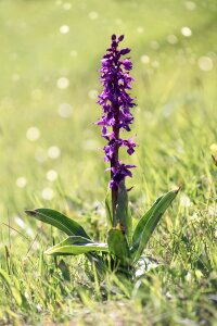 Purple purple flower purple pointed flower photo