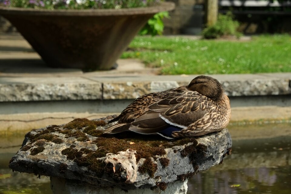 Bird animal water bird