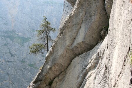 Cool cliff lone tree
