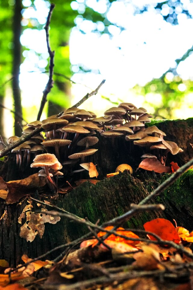Nature mushroom picking tree fungus