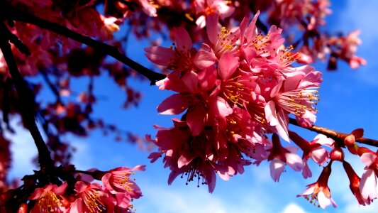 Branch flower spring forward flora photo