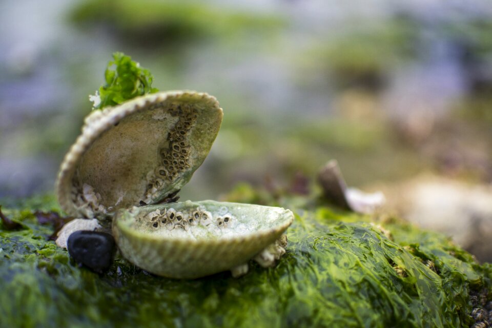 Treasure moss seaweed