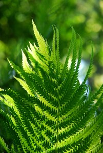 Foliage plant forest photo