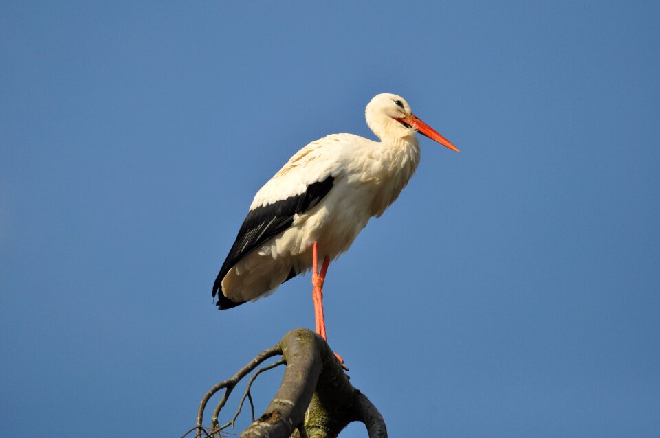 Waterbird wading bird ciconia ciconia