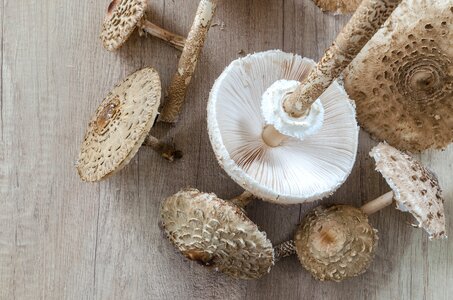 Food ingredient wood photo