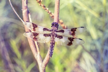 Fly insect perched