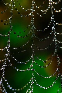 Web nature spider photo