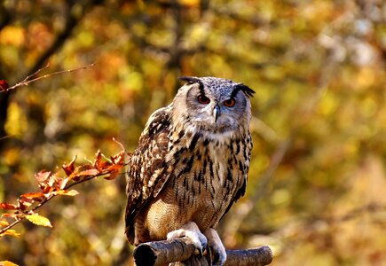 Cute plumage birds photo