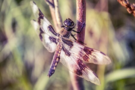 Fly insect perched