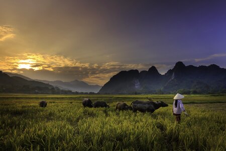 Herd of buffalo farmer women