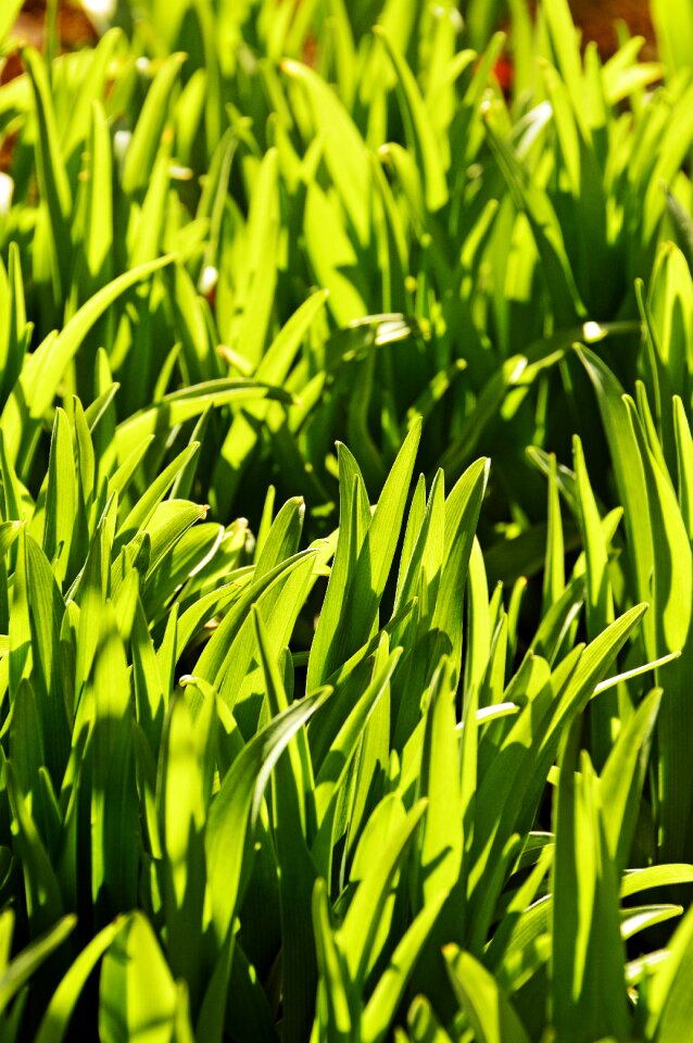 Garden nature lush