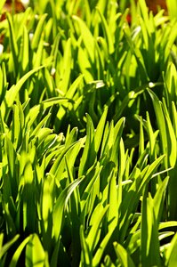 Garden nature lush