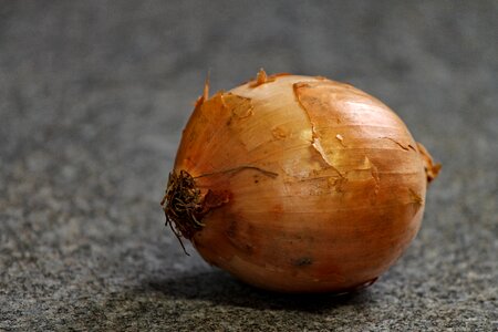 Shell brown zwiebelschale