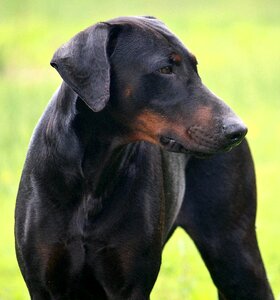 Black pet canine