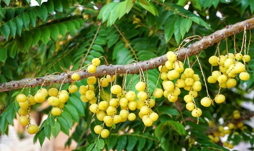 Fruit nature food