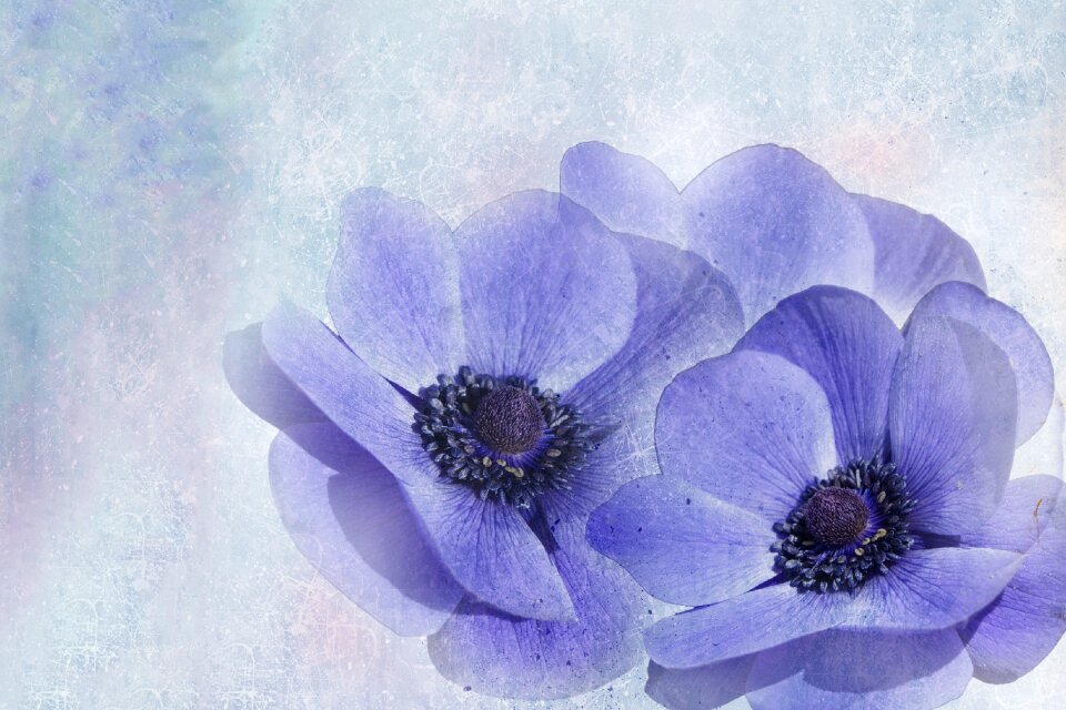 Flower nature plant