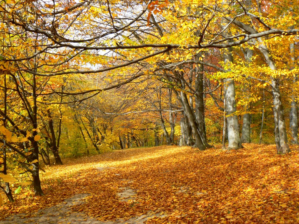 Nature autumn forest autumn leaves